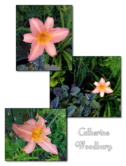 /img/cath_wood_r.jpg