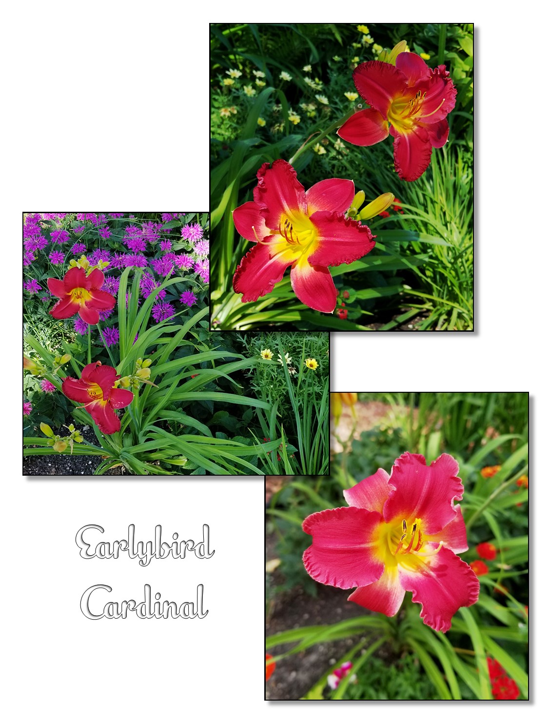 /img/daylilies1.jpg