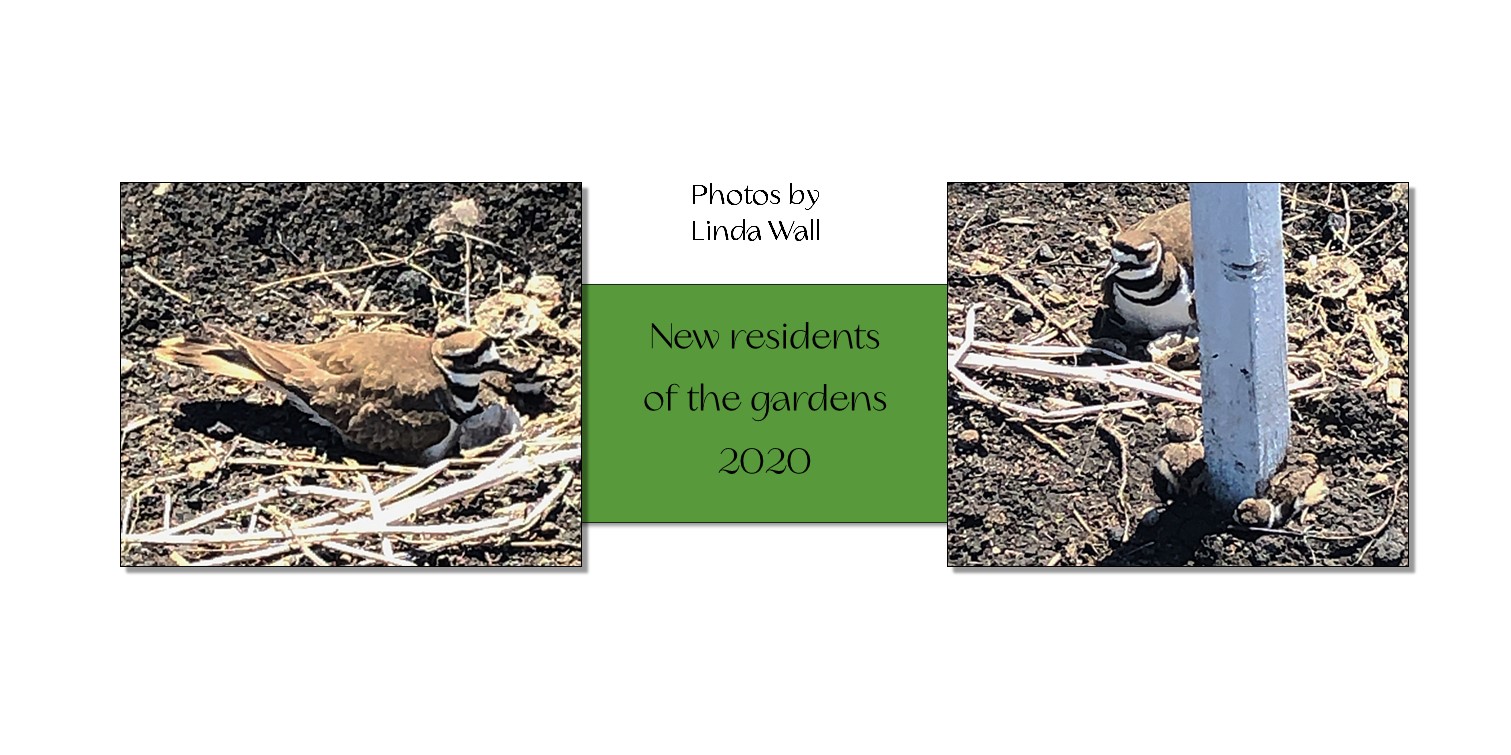 /img/garden5.jpg