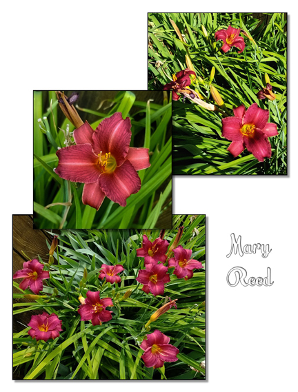 /img/mar_reed_r.jpg