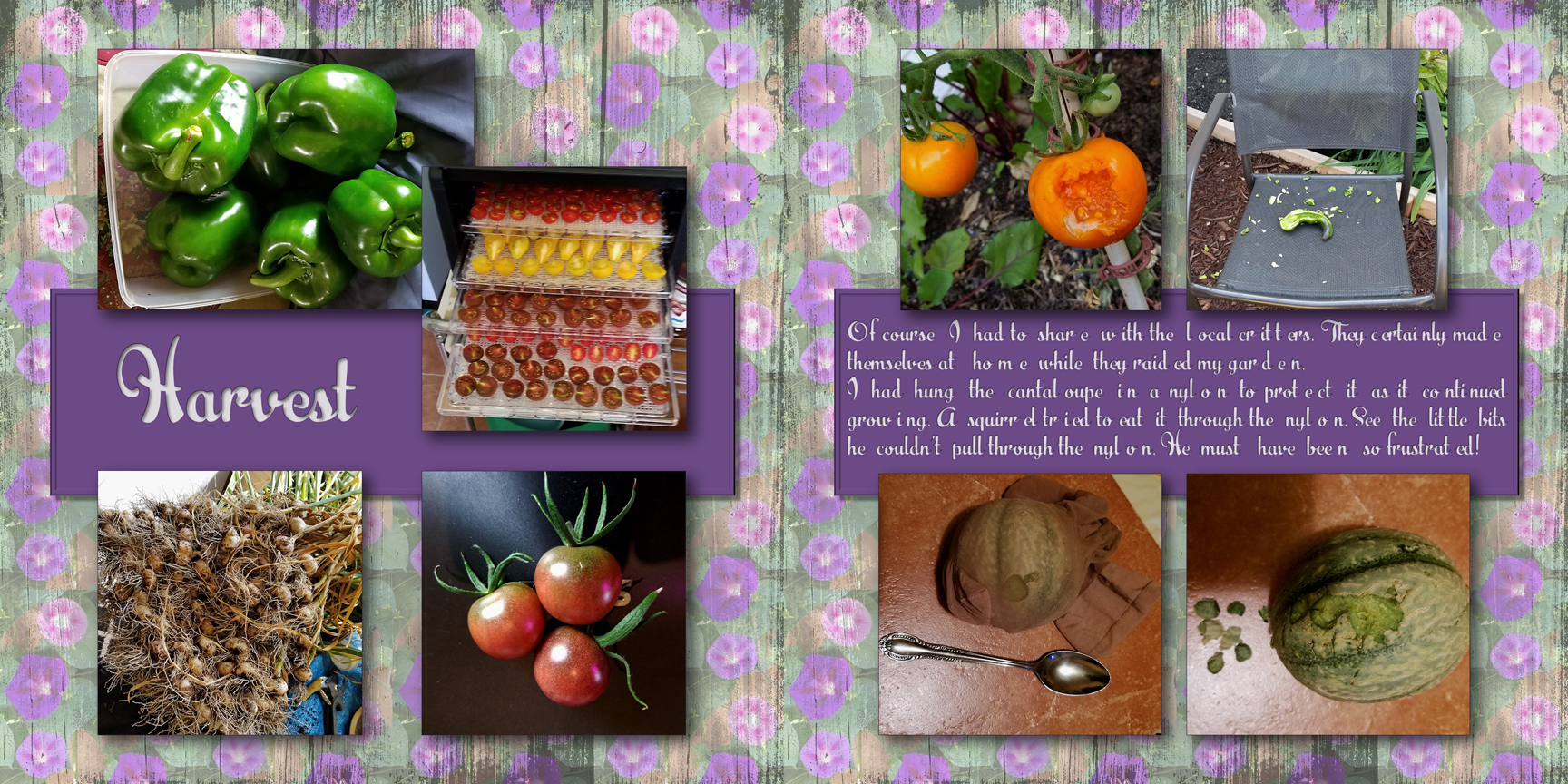 /img/mygarden2018_10.jpg