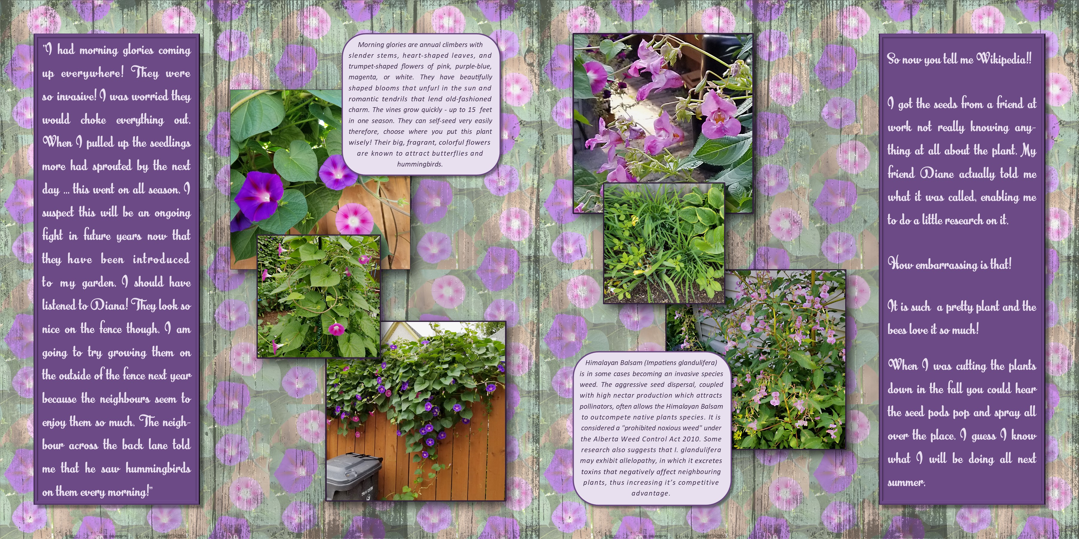 /img/mygarden2018_2.jpg